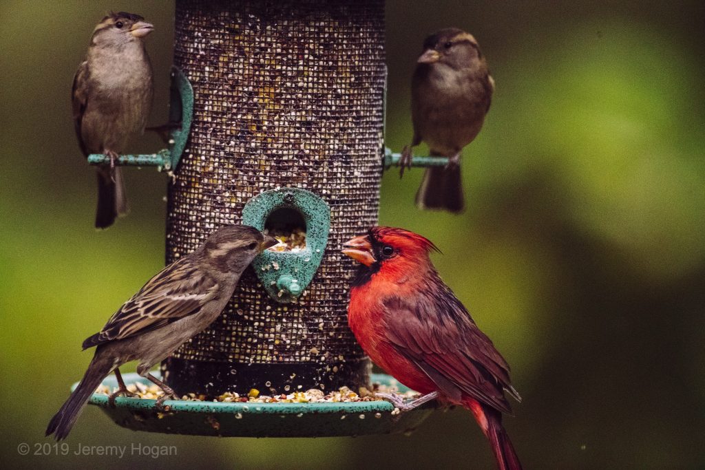 Autumn birds of Indiana - The Bloomingtonian